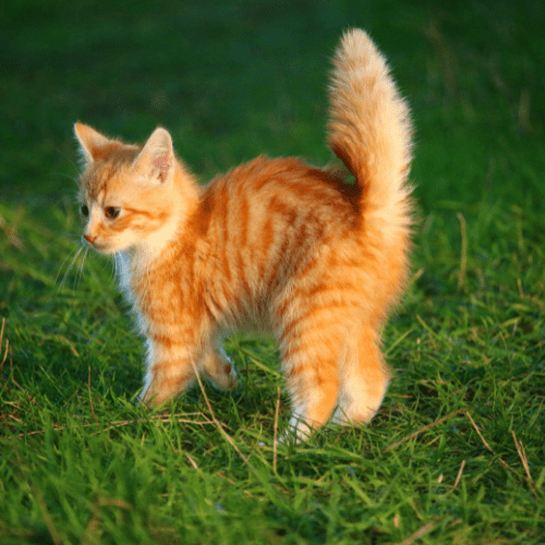 Ginger kitten on a lawn with its tail standing up