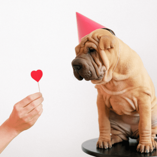 Brown pug staring at a paper heart on the left
