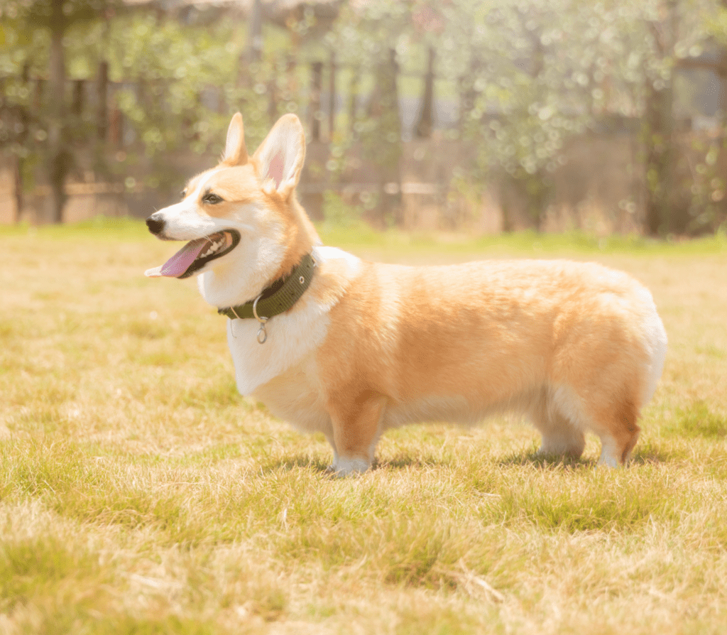 Sable colored welsh corgi standing and facing to the left