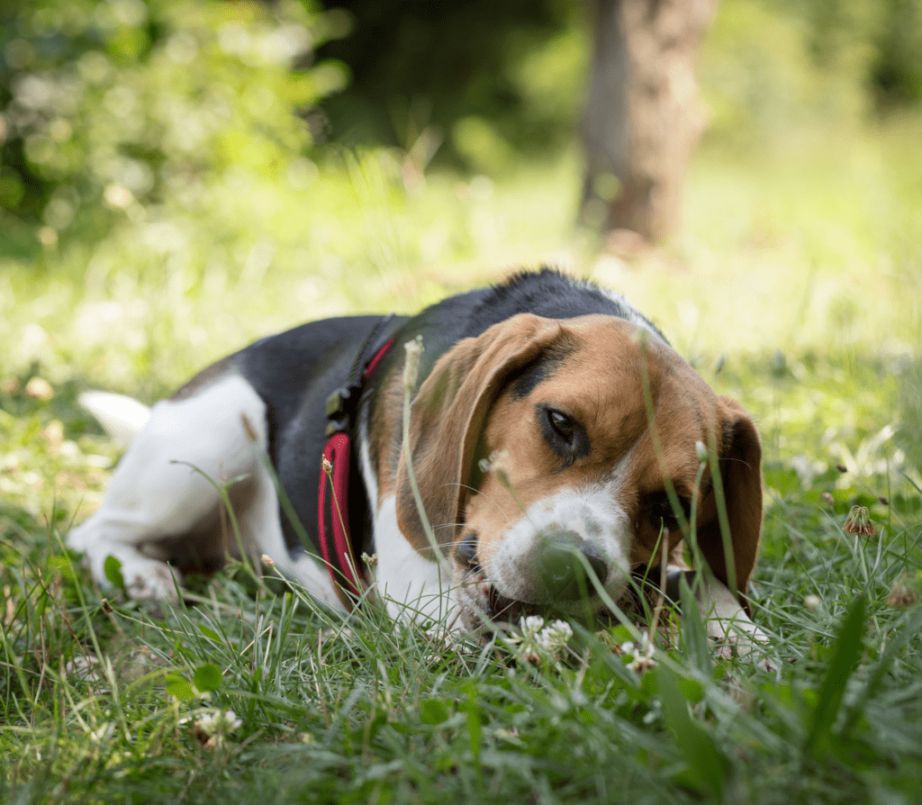 Dog with big brown ears nipping on something on the grass