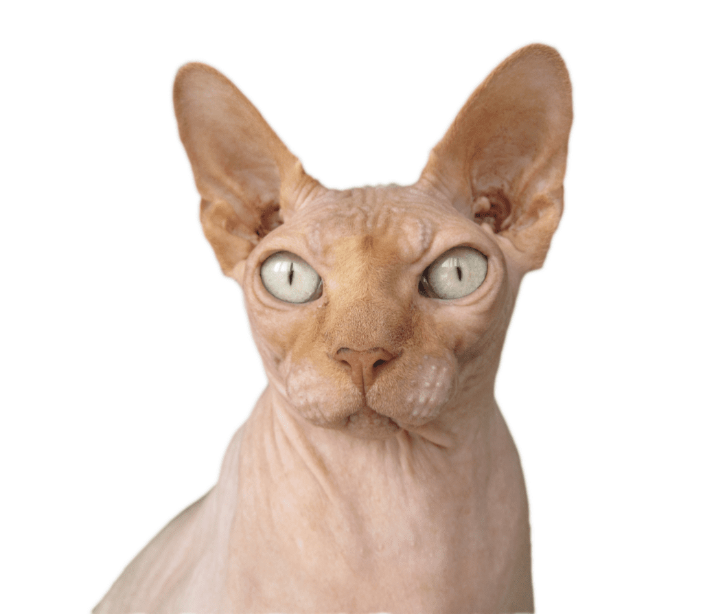 Cream-colored Levkoy cat staring straight
