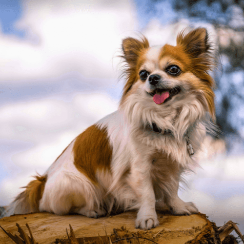 White Chihuhua with brown patches sitting on a rock