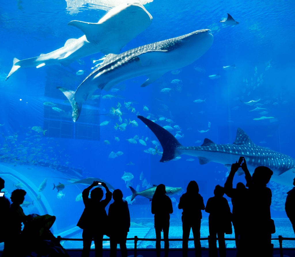 Underwater aquarium with blue water and people looking up