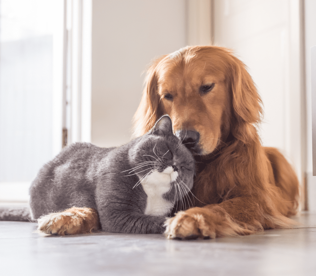 Brown hairy dog breed and gray cat snuggling together on the floor