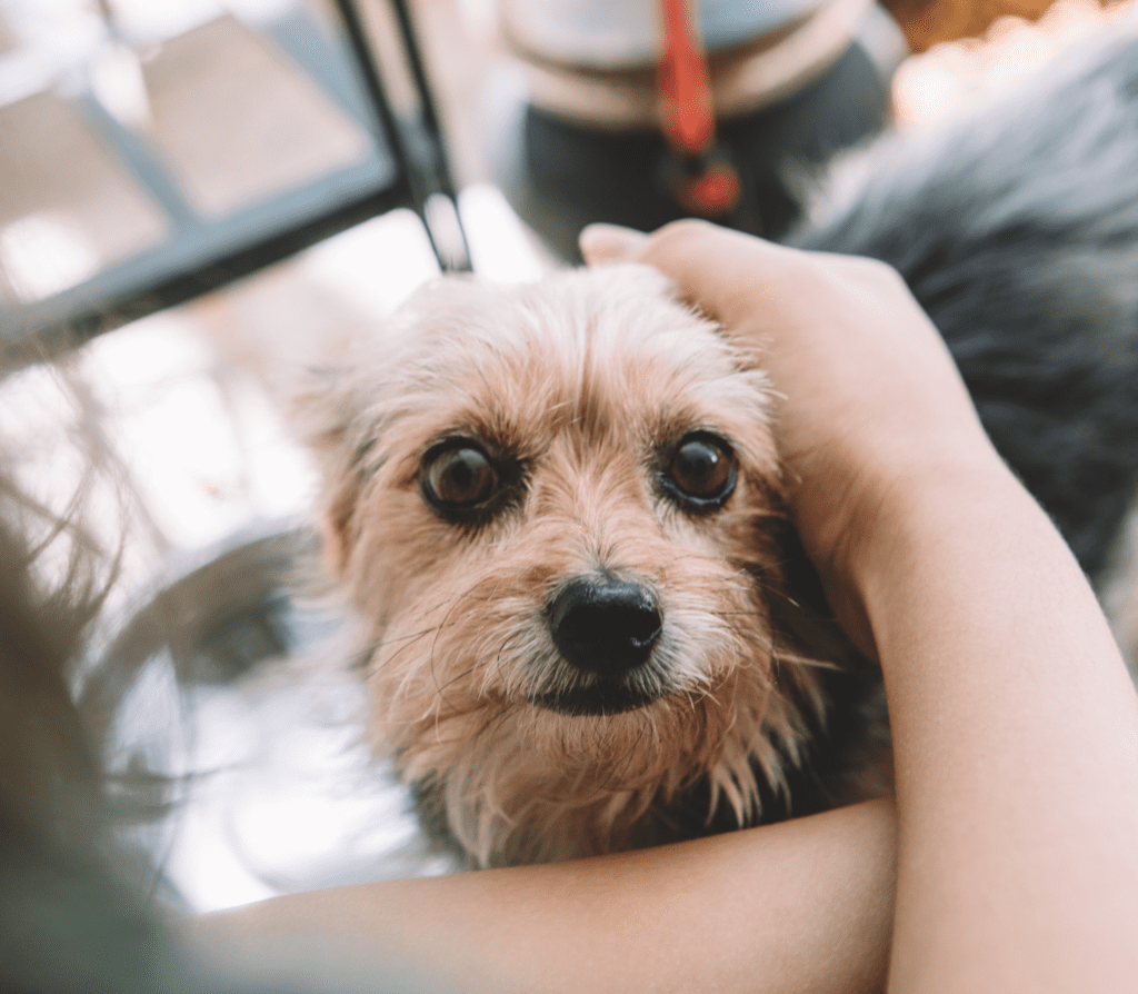 Brownish dog getting a head pat
