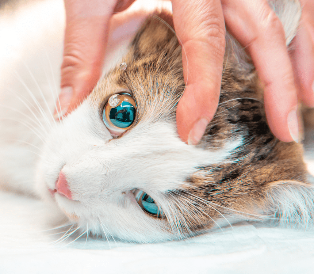Cat with blue eyes
