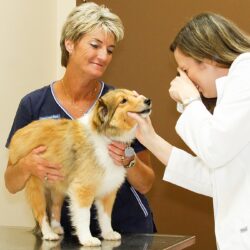 Dr eye exam on pup