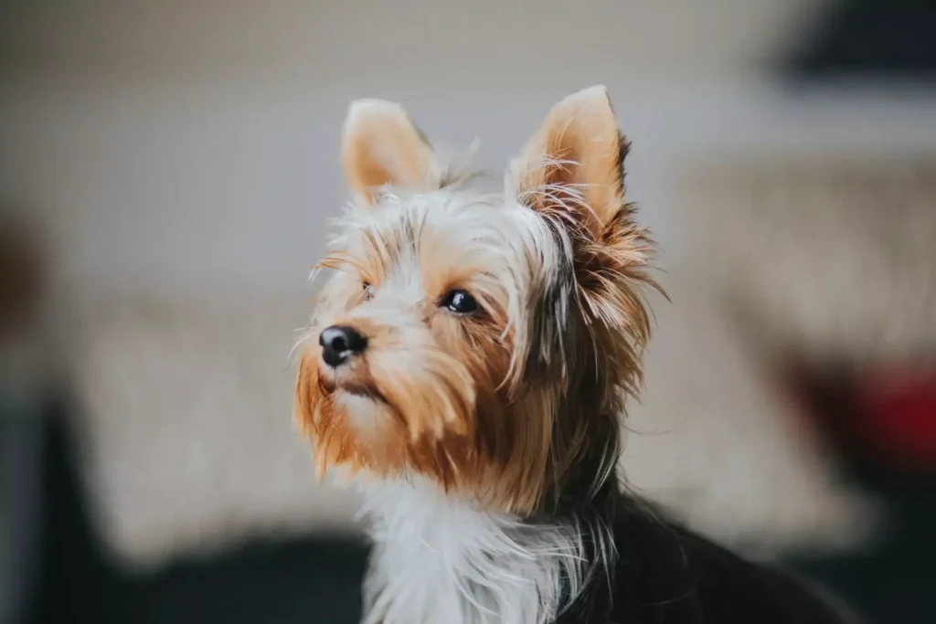 Yorkie with white fur looking off to the side