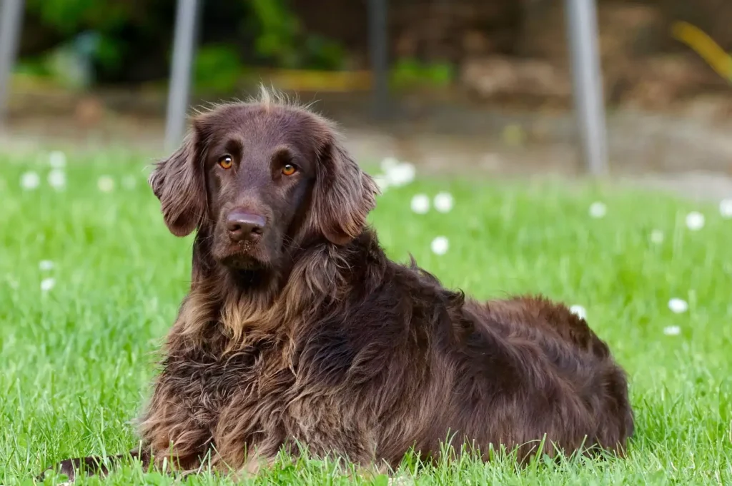 Dog with brown fur lying on the grass and staring straight ahead