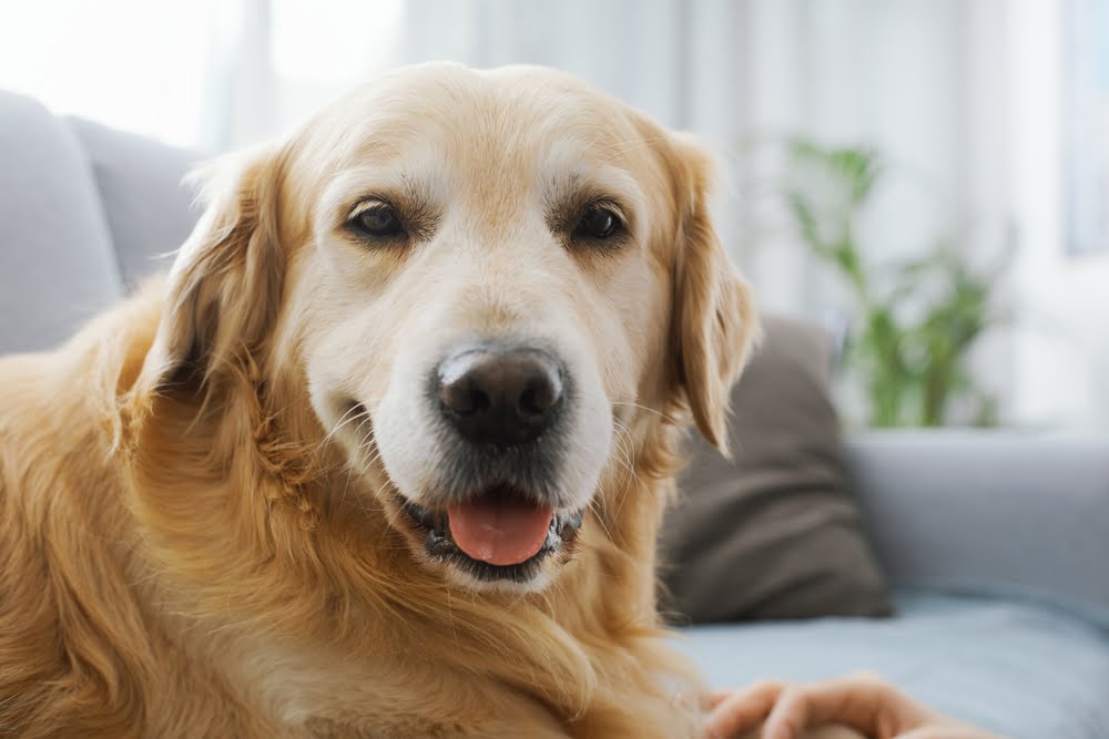 A Golden Retriever resting on a couch, looking at the camera with a relaxed expression - Veterinarian Matthews NC