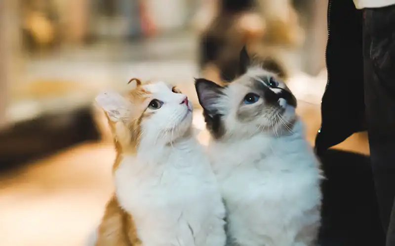 Two cats looking up.