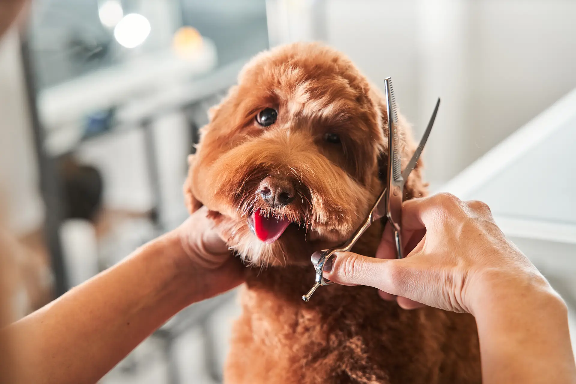 Boarding & Grooming