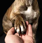 Nail Trimming