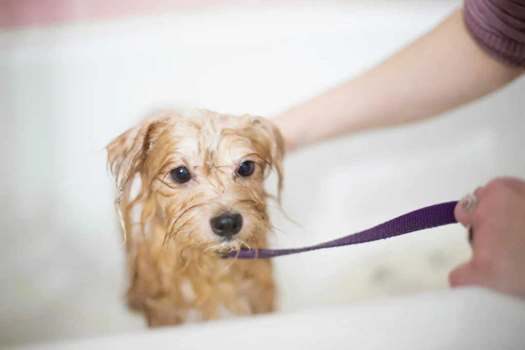 A small, wet, brown dog on a purple leash in a bathtub during a bath, with a person's hands holding the dog.