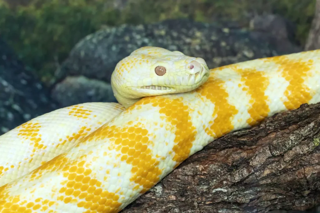 A close-up of a white and yellow albino snake coiled on a branch.