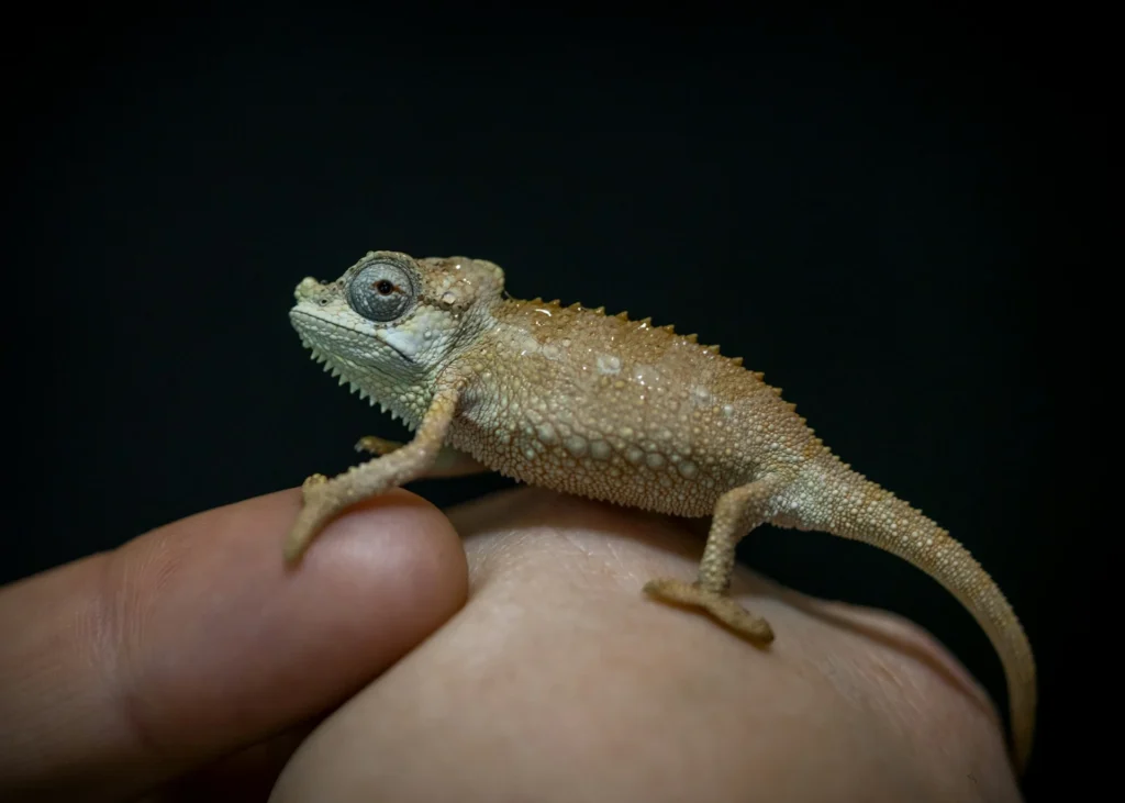A tiny light brown chameleon with spiky skin perched on a person's finger against a dark background.