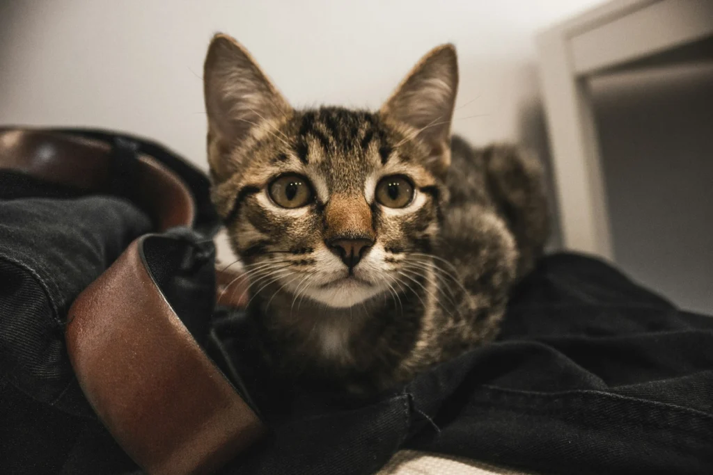 A striped tabby kitten with wide eyes lying on dark clothing.