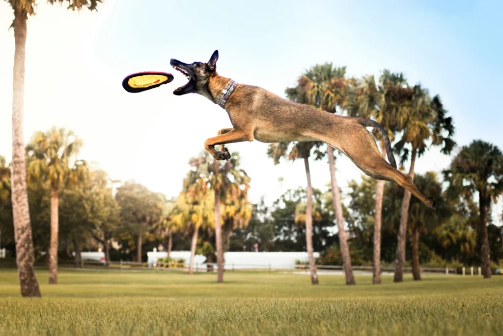 A dog jumping in the air catching a frisbee.