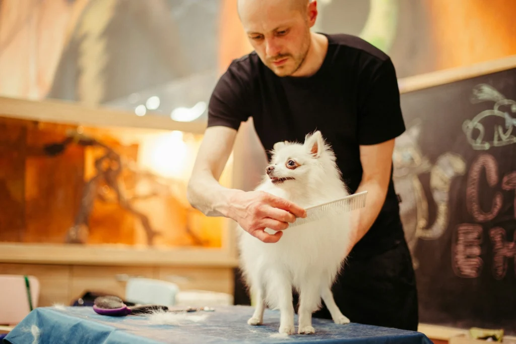 A person grooming a fluffy white Pomeranian dog with a comb on a table.