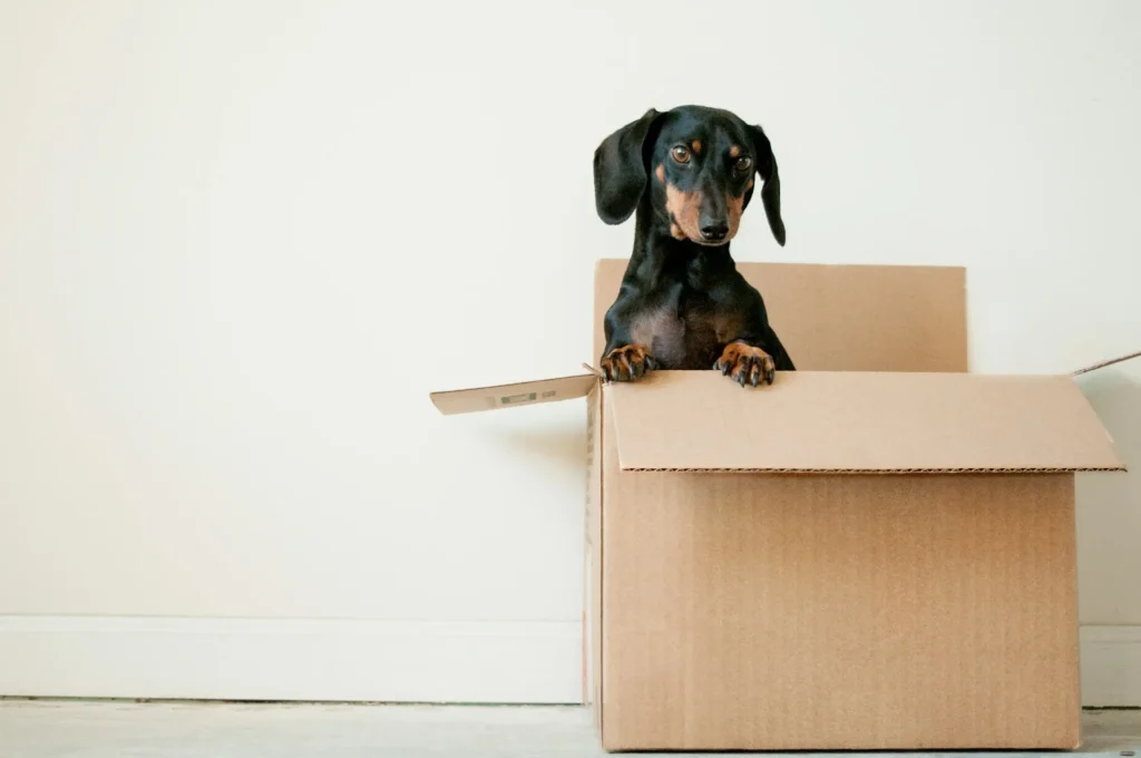 A black and tan Dachshund dog with its paws on the edge of a large cardboard box.
