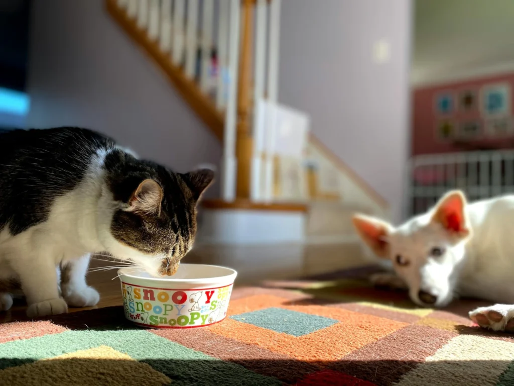 A black and white cat drinking from a Snoopy-themed bowl while a white dog lies nearby on a colorful patterned rug.