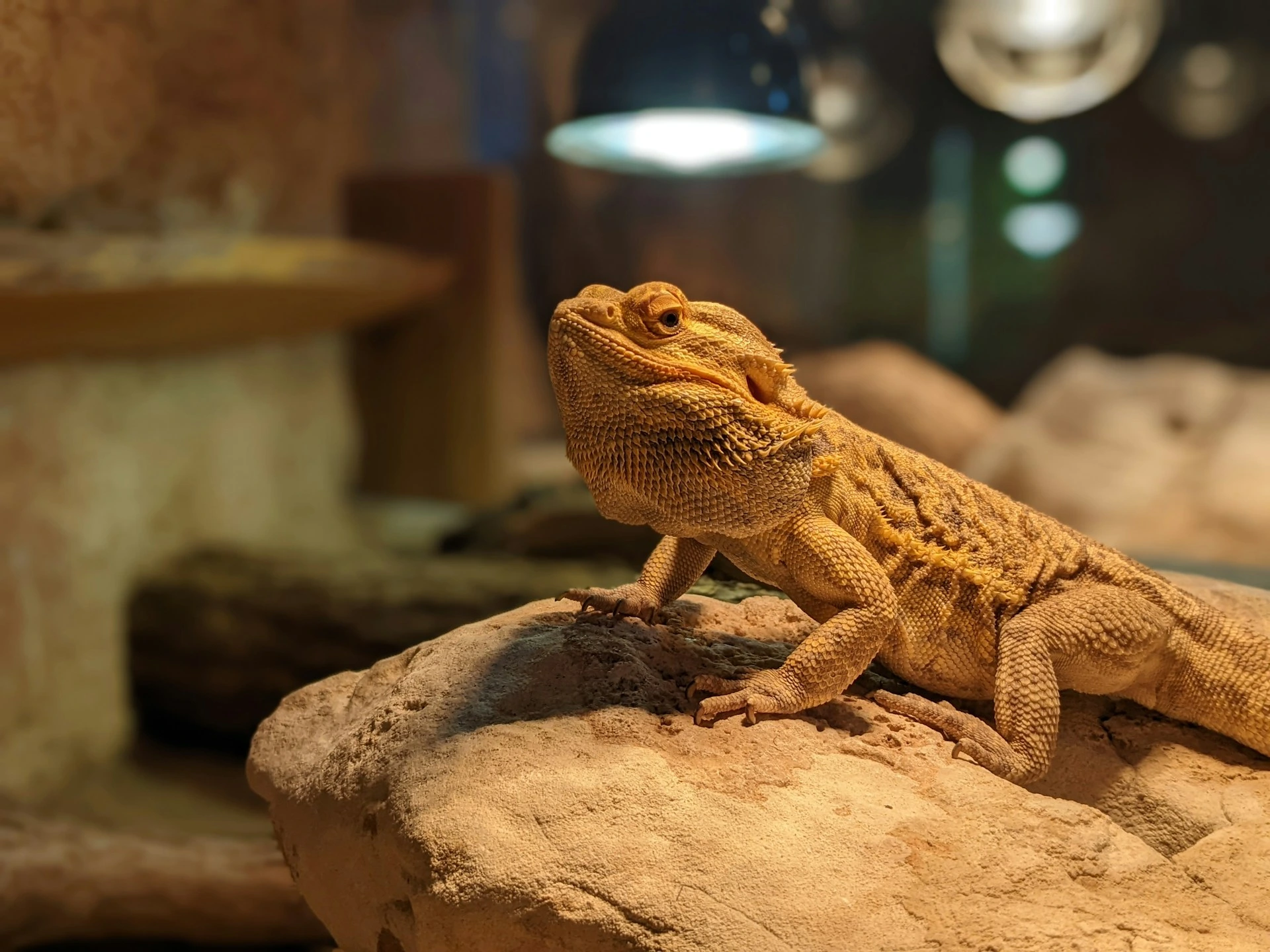 Snapshot of Reptile Habitat Cleaning And Organization Checklist