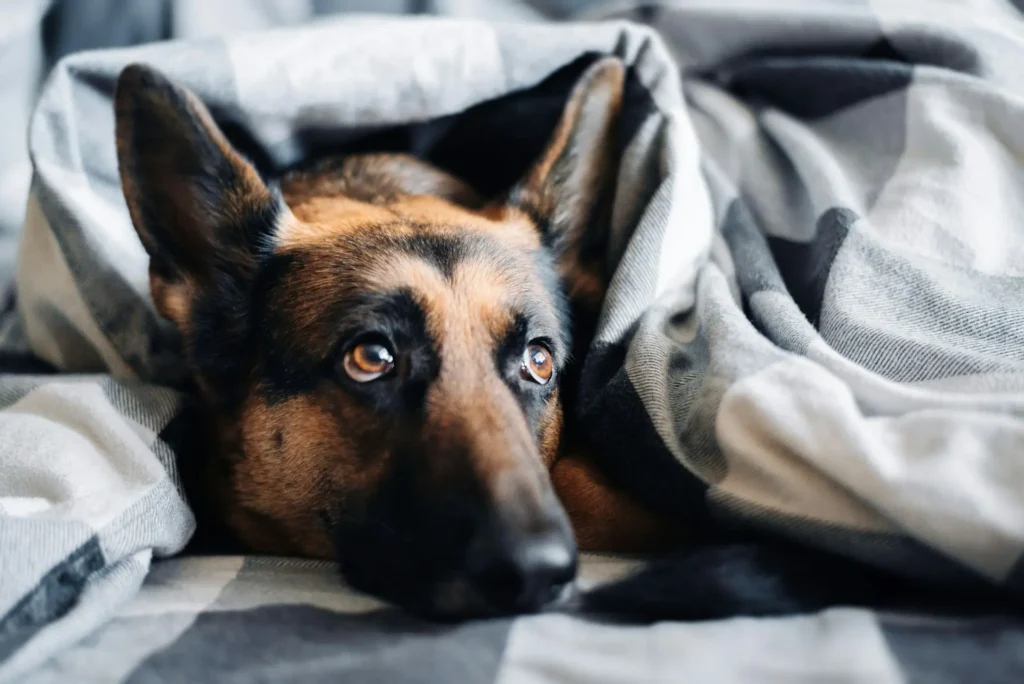 A German Shepherd dog tucked snugly under a gray and white plaid blanket.