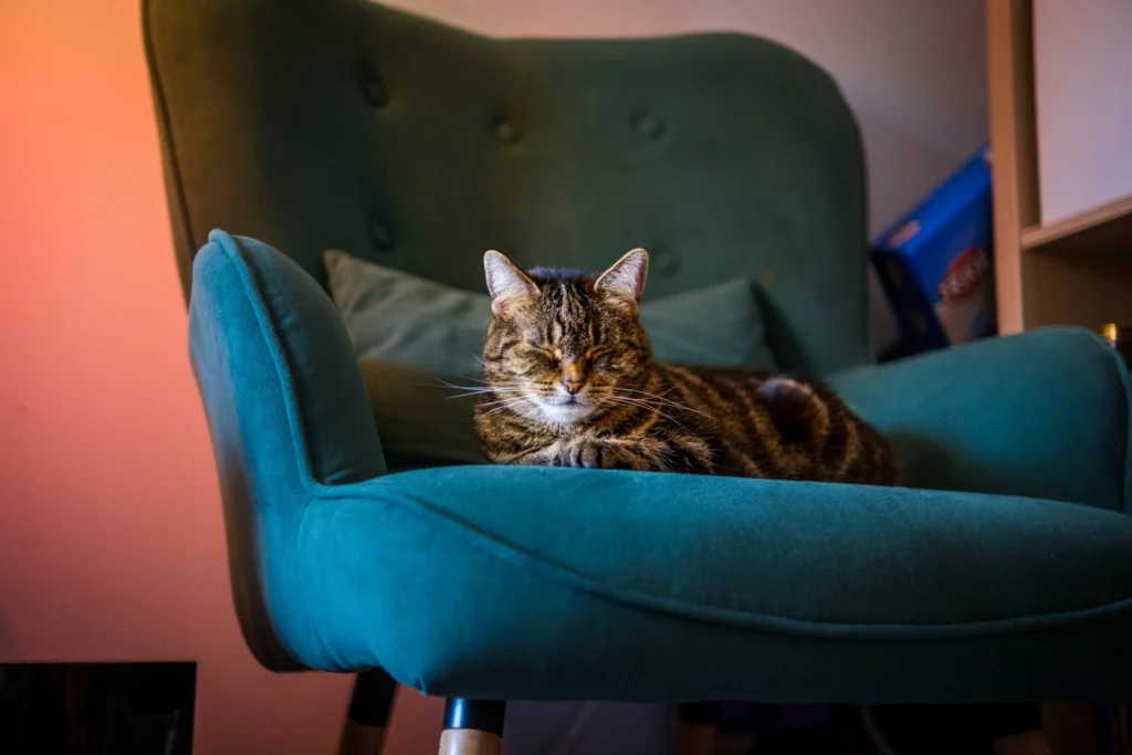 A striped tabby cat resting with closed eyes on a teal fabric armchair.
