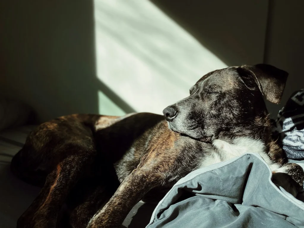 A brindle dog with white markings sleeping in a patch of sunlight indoors.