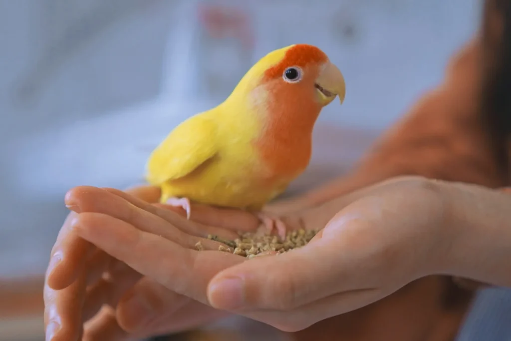 A small yellow and orange lovebird perched in a person's cupped hands, eating seeds.