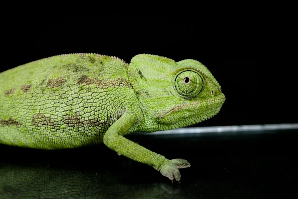 A green-colored chameleon against a black background.