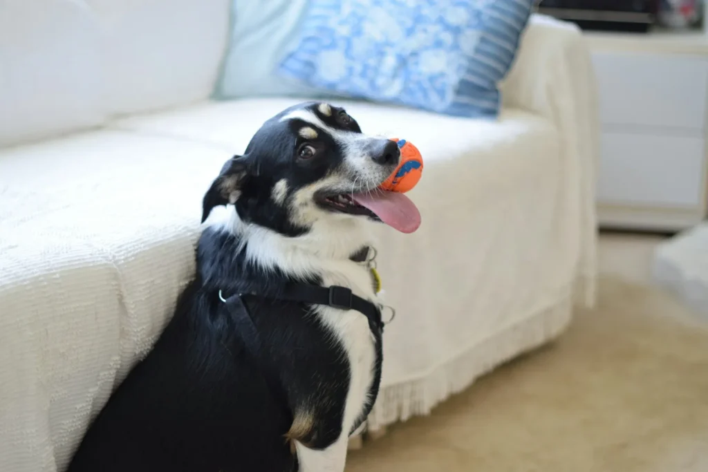 A black and white dog sitting indoors with a small ball on its mouth.