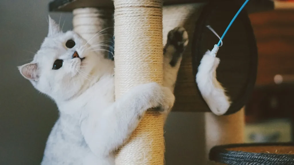 A light-colored cat clinging to a rope scratching post, looking towards a dangling feather toy.
