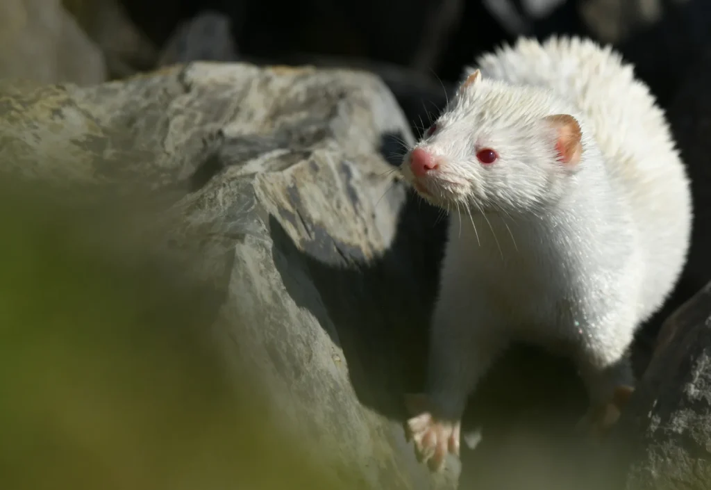 A white albino ferret with pink eyes and nose standing on dark rocks.